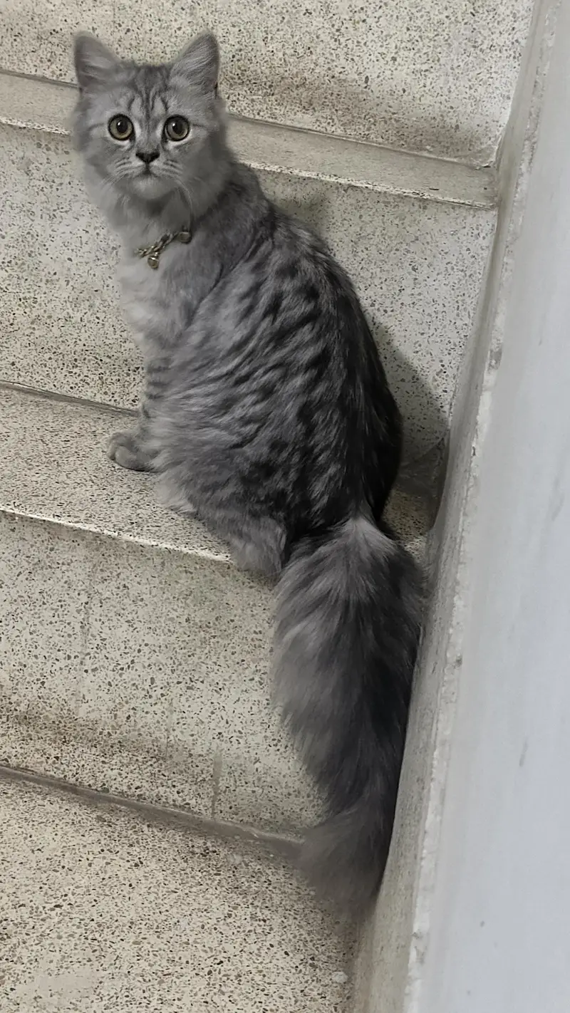 persian cat grey color — photo 3