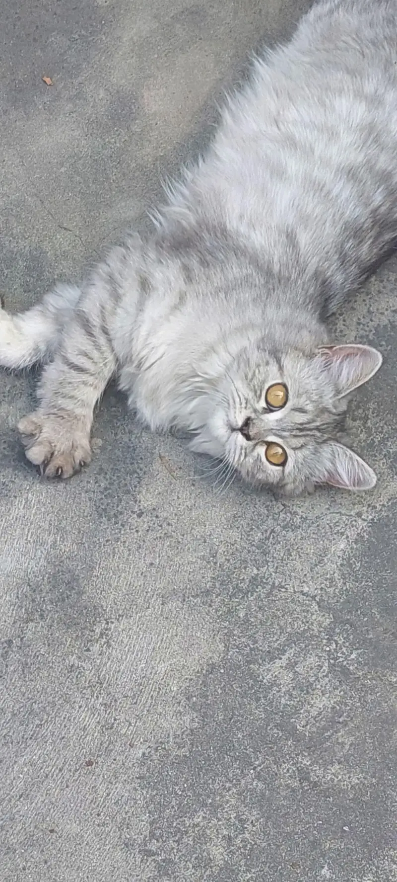 persian cat grey color — photo 4