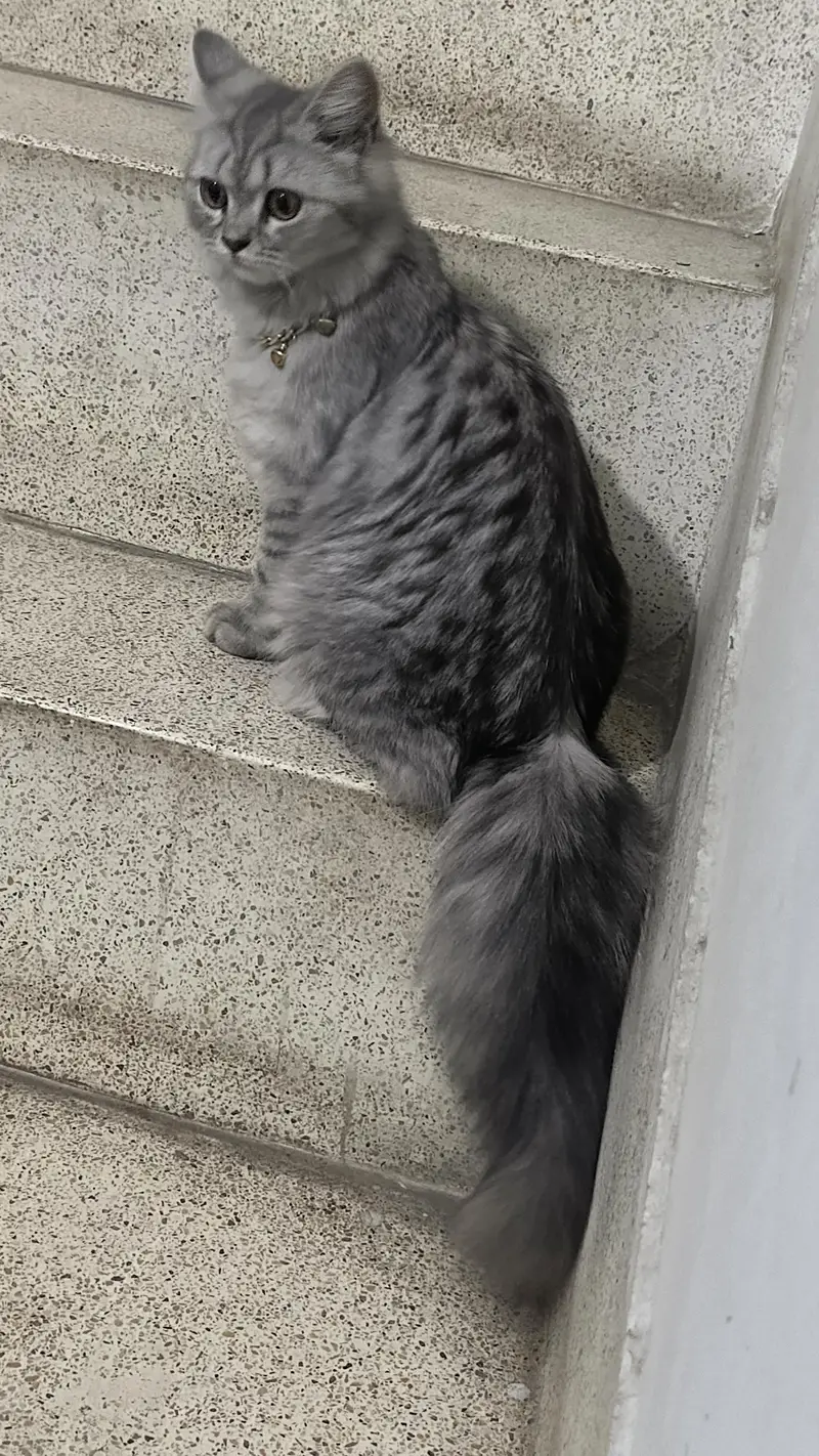 persian cat grey color — photo 6