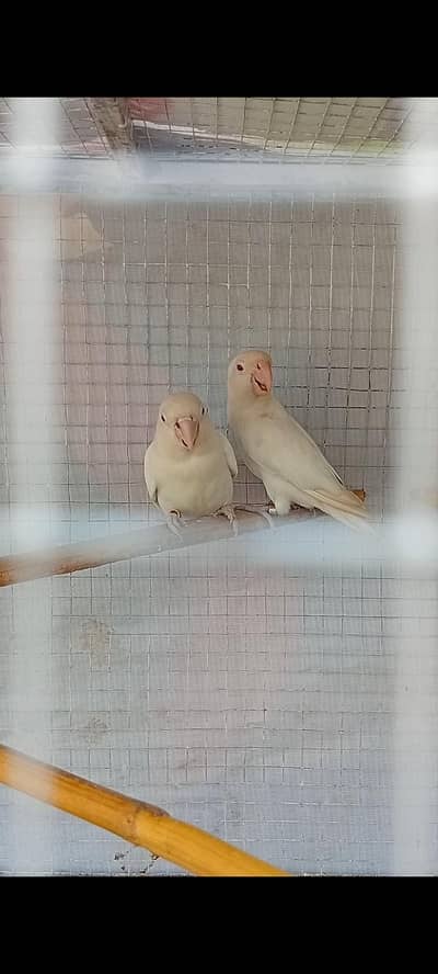 Albino Red Eyes Love bird