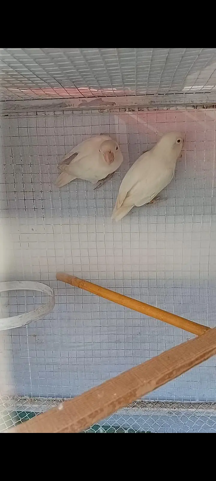 Albino Red Eyes Love bird — photo 2