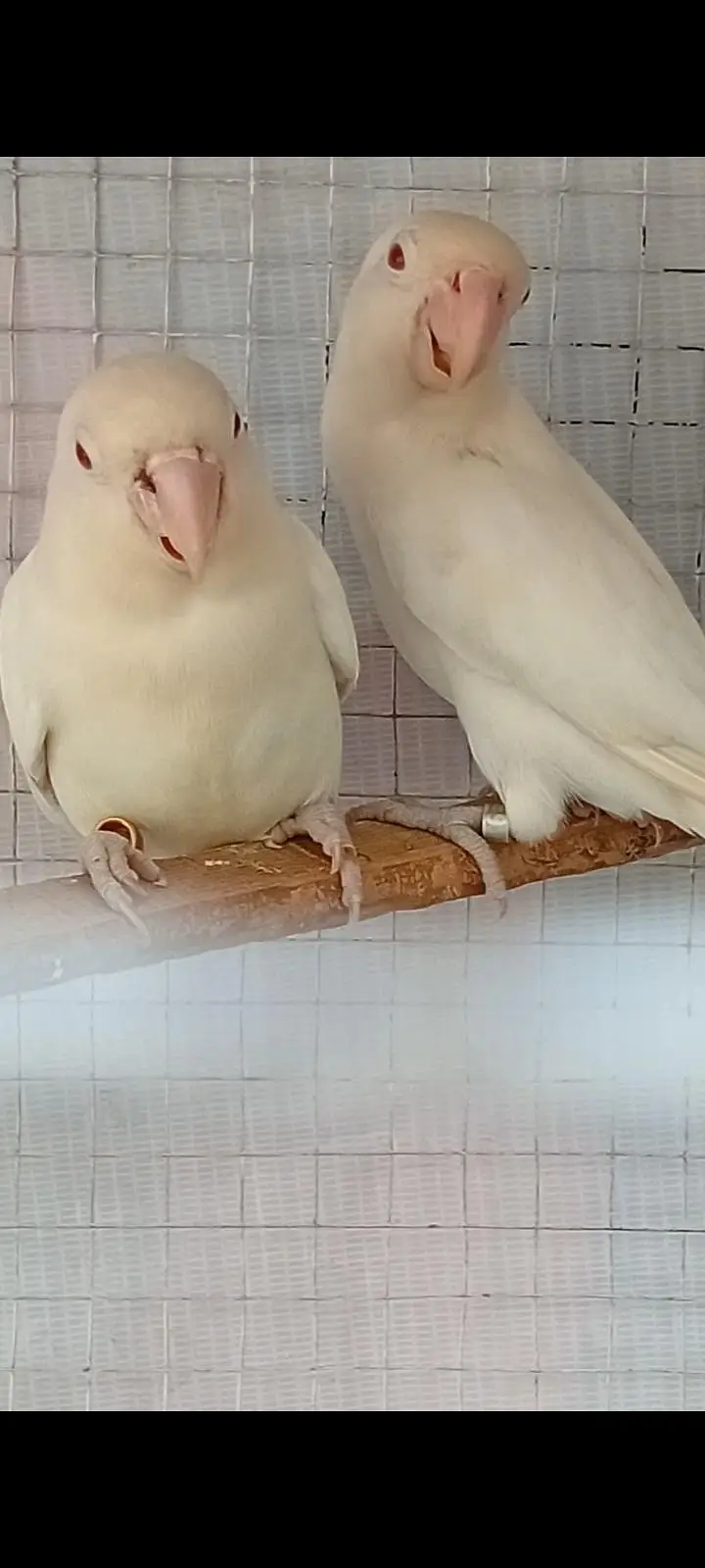 Albino Red Eyes Love bird — photo 3