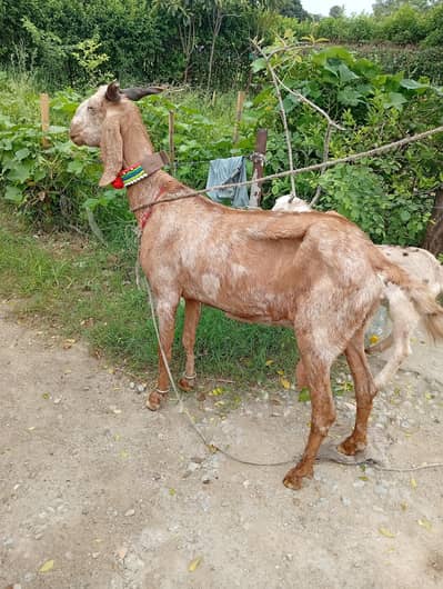 bakri for sel karna hai sat bacha bi hai