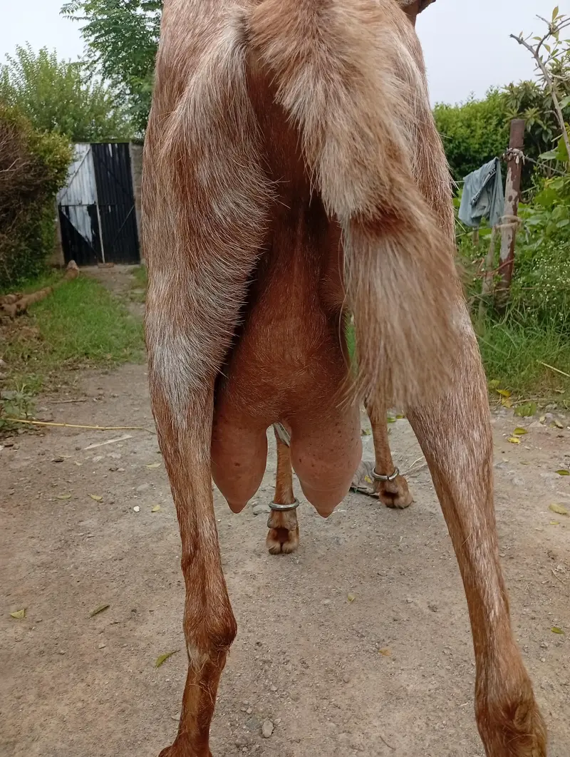 bakri for sel karna hai sat bacha bi hai — photo 2