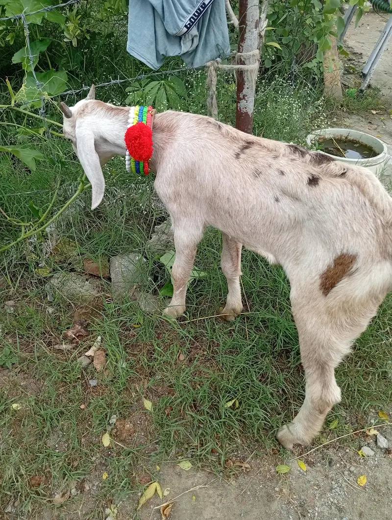 bakri for sel karna hai sat bacha bi hai — photo 3