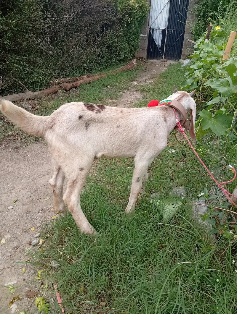 bakri for sel karna hai sat bacha bi hai — photo 4