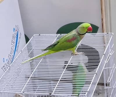 breeder talking on mood breeder male