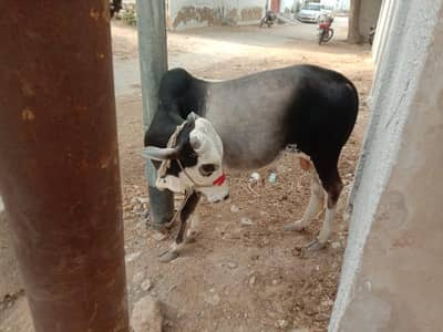 kheera bacha For sale 03408303471 whatsapp No