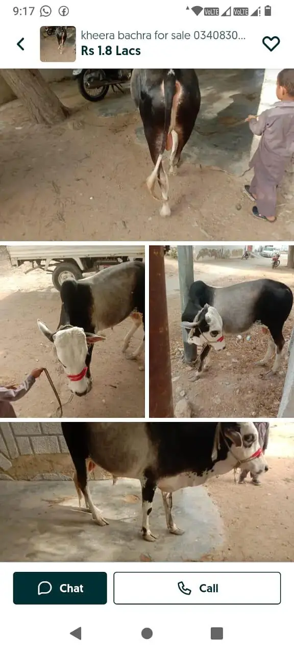 kheera bacha For sale 03408303471 whatsapp No — photo 2