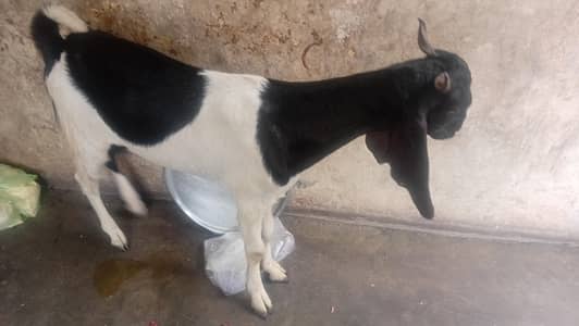 0335-940-2363---Sindhi Kassi Bakra Healthy And Active