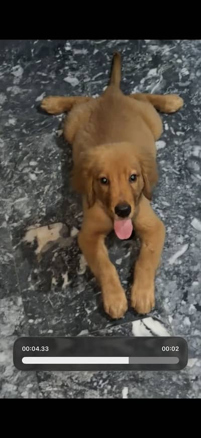 Golden Retriever Male Puppy Pure Breed