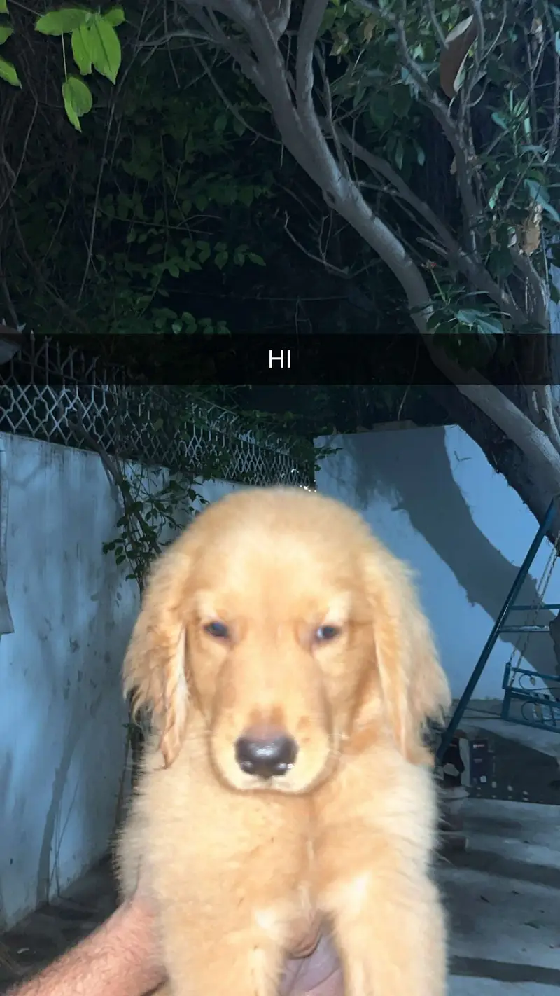 Golden Retriever Male Puppy Pure Breed — photo 2