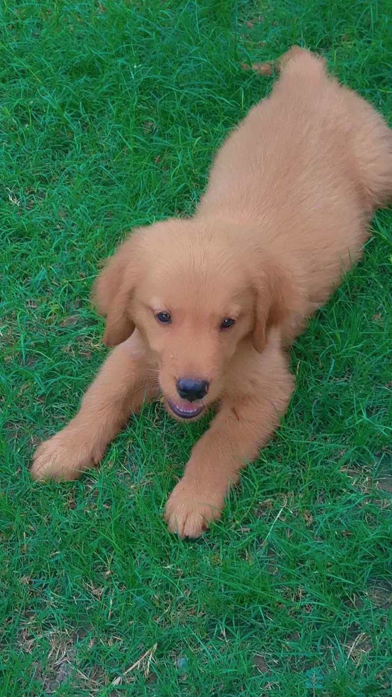 Golden Retriever Male Puppy Pure Breed — photo 3