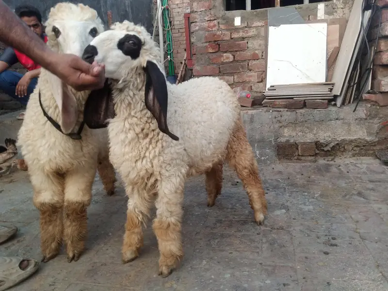 Desi pair — photo 2