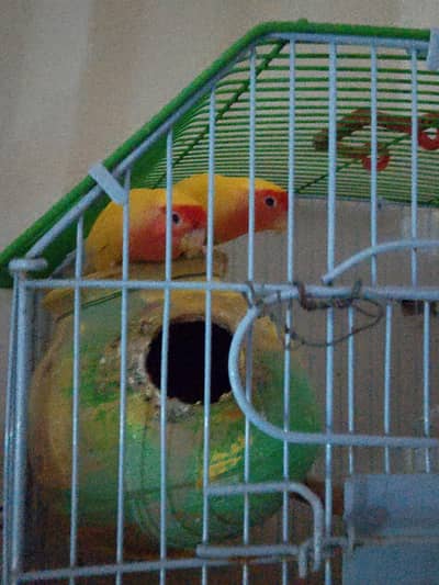 urgent sale