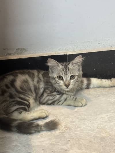Kitten
