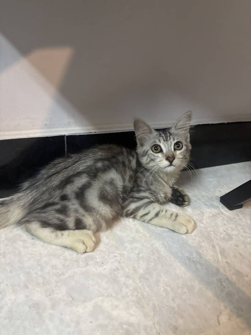 Kitten 1