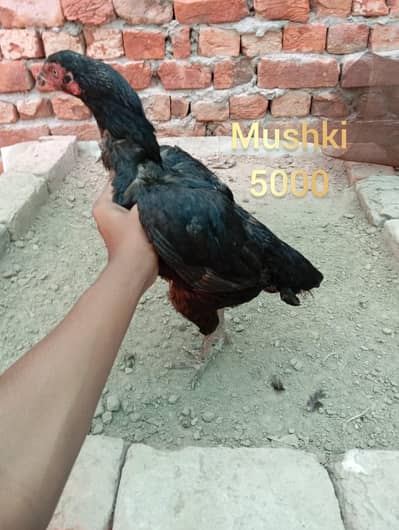 high quality aseel female