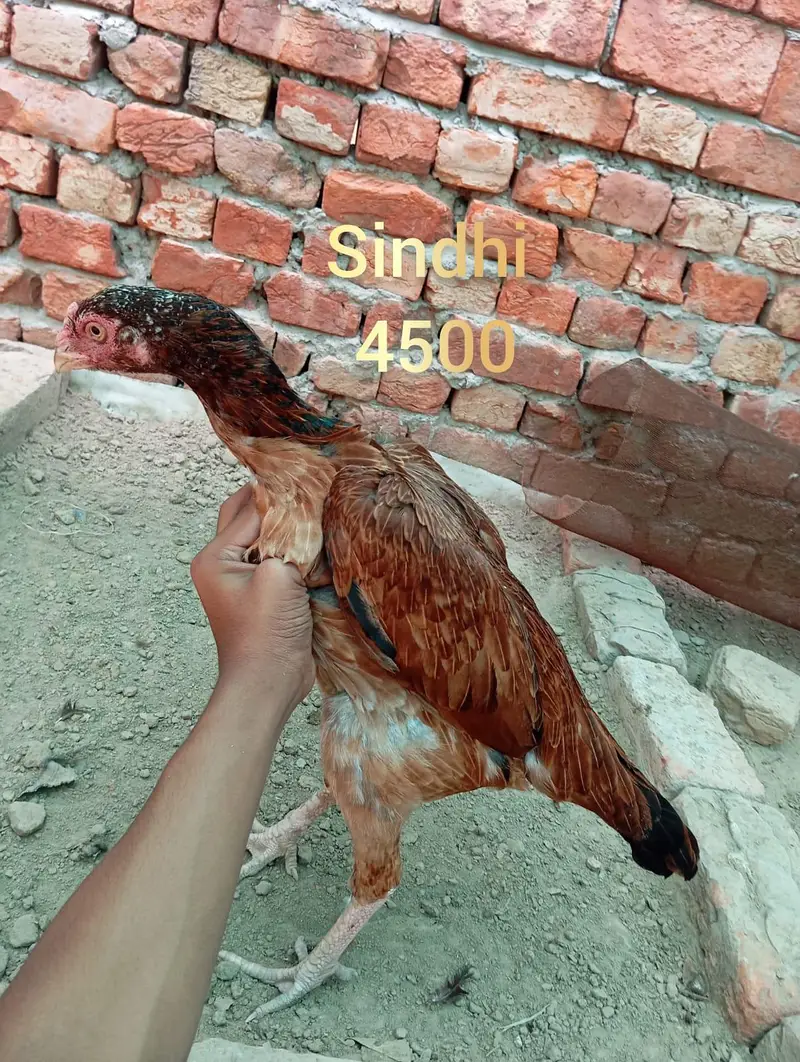 high quality aseel female — photo 2