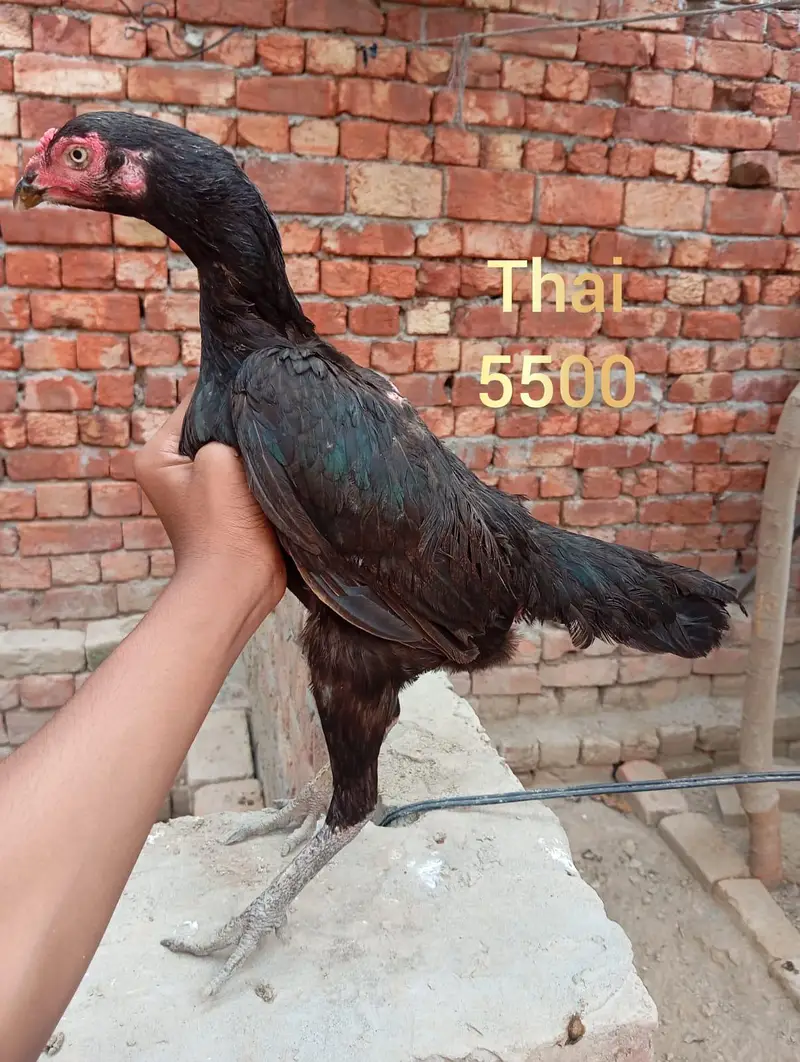 high quality aseel female — photo 4