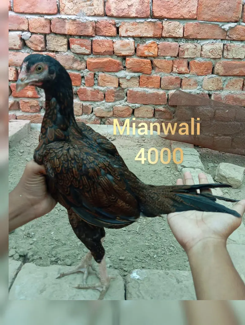 high quality aseel female — photo 6