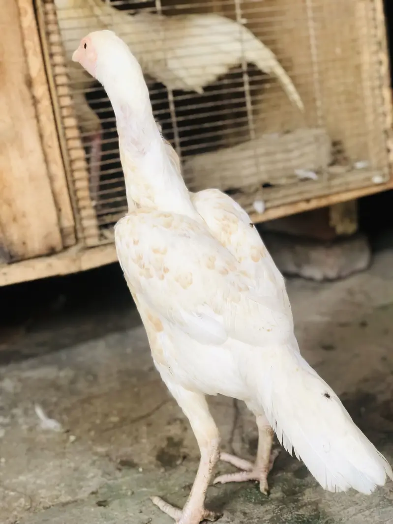 Heera cross pathi — photo 4