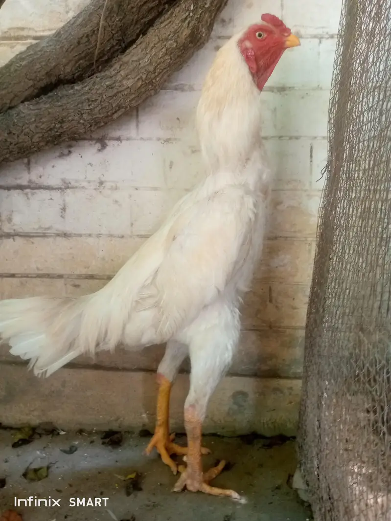 King size O shamoo — photo 4