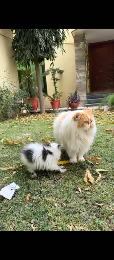 Male Cat available For mating