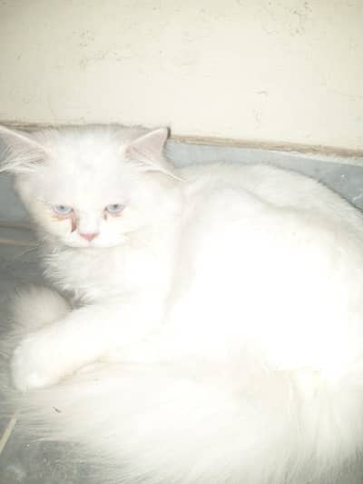 Beautiful White Persian Female Kitten – Luna 