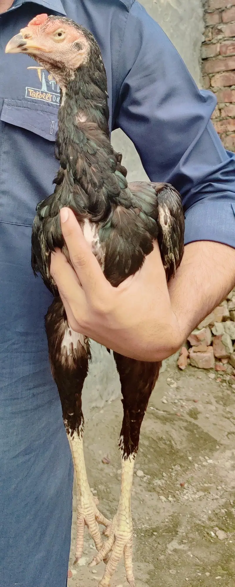 2 female miynwali hy — photo 2