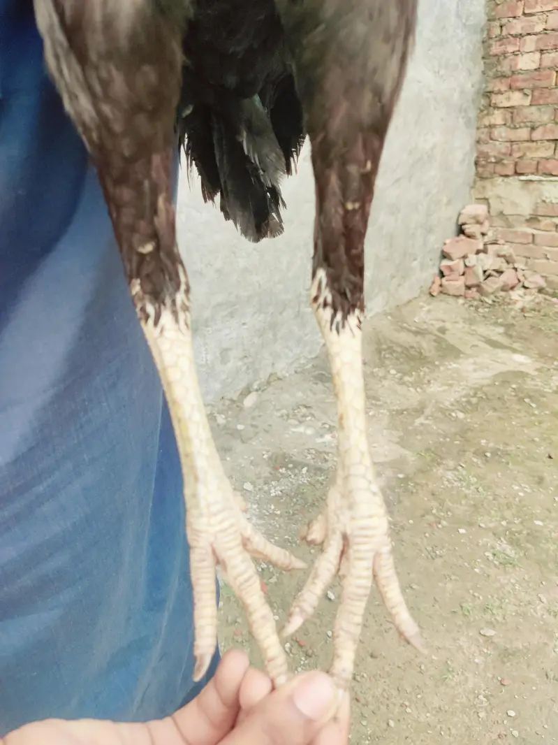 2 female miynwali hy — photo 3