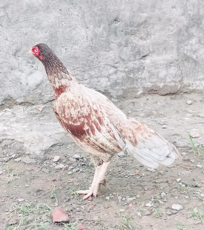 2 female miynwali hy — photo 5
