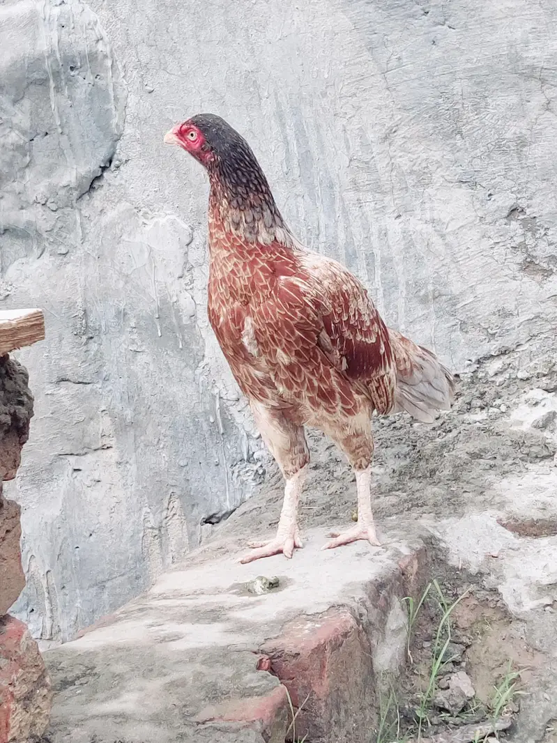 2 female miynwali hy — photo 7