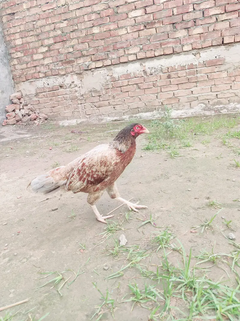 2 female miynwali hy — photo 8
