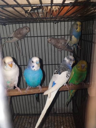 Australian parrot best quality pair