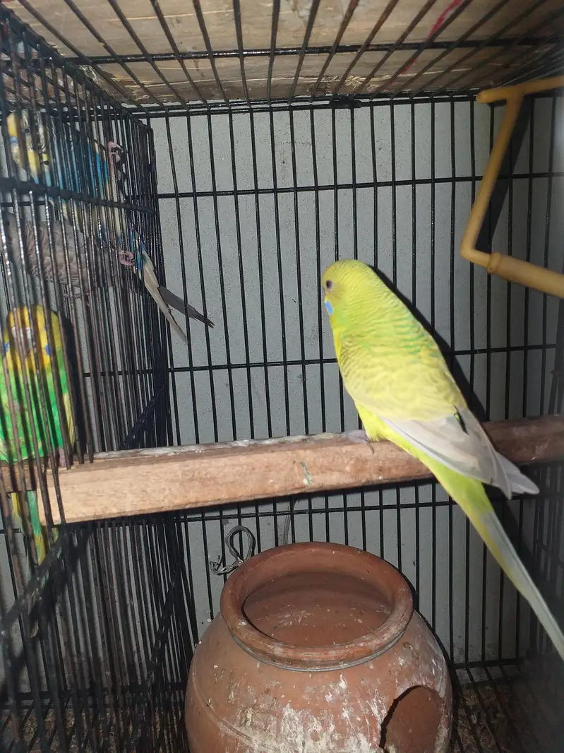 Australian parrot best quality pair — photo 2