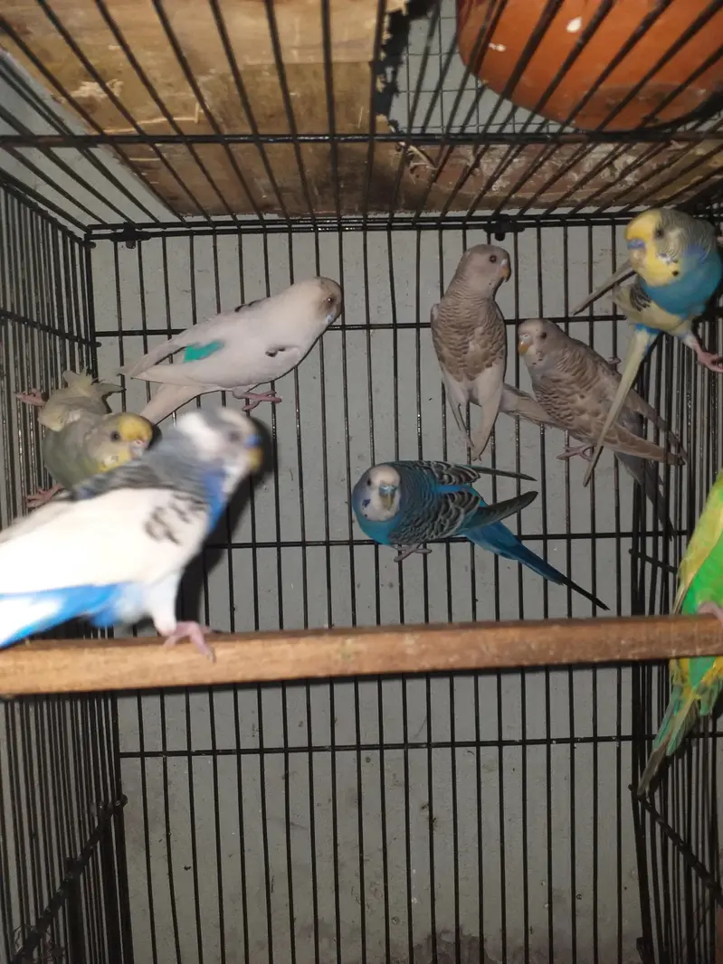 Australian parrot best quality pair — photo 3