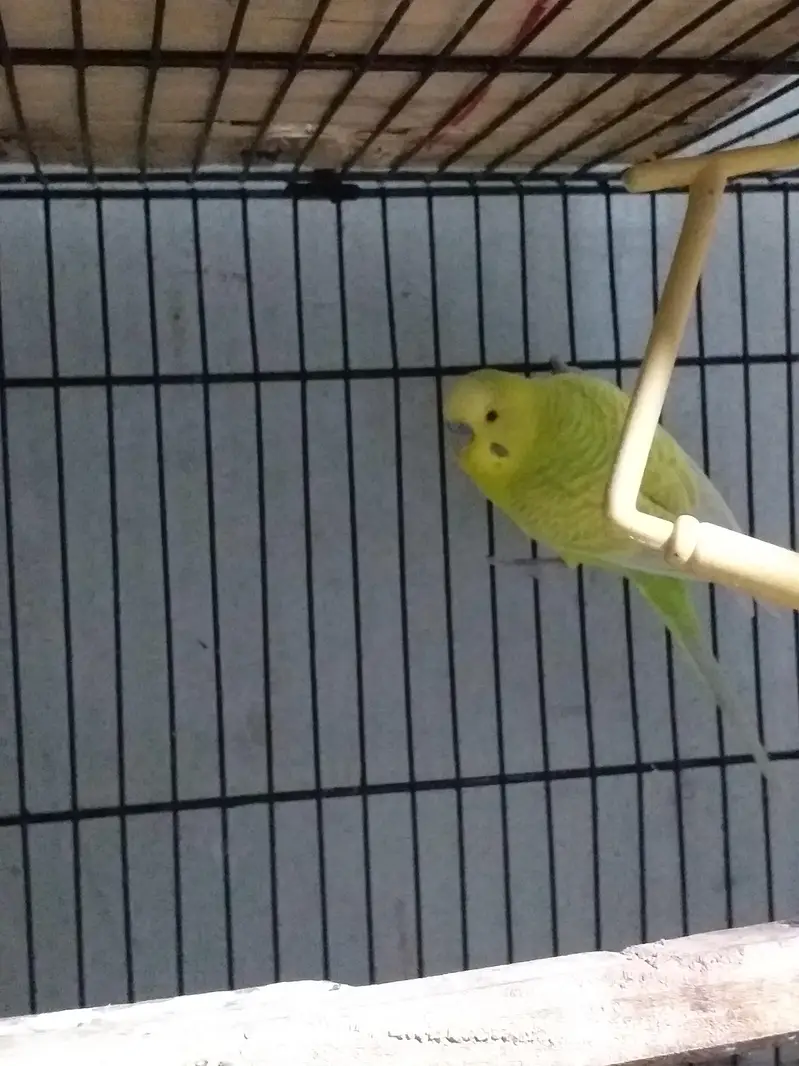 Australian parrot best quality pair — photo 4