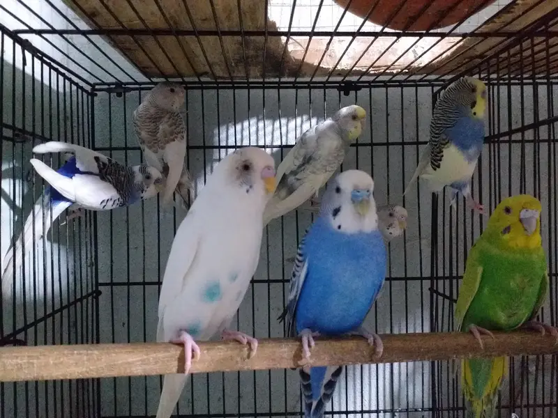 Australian parrot best quality pair — photo 5