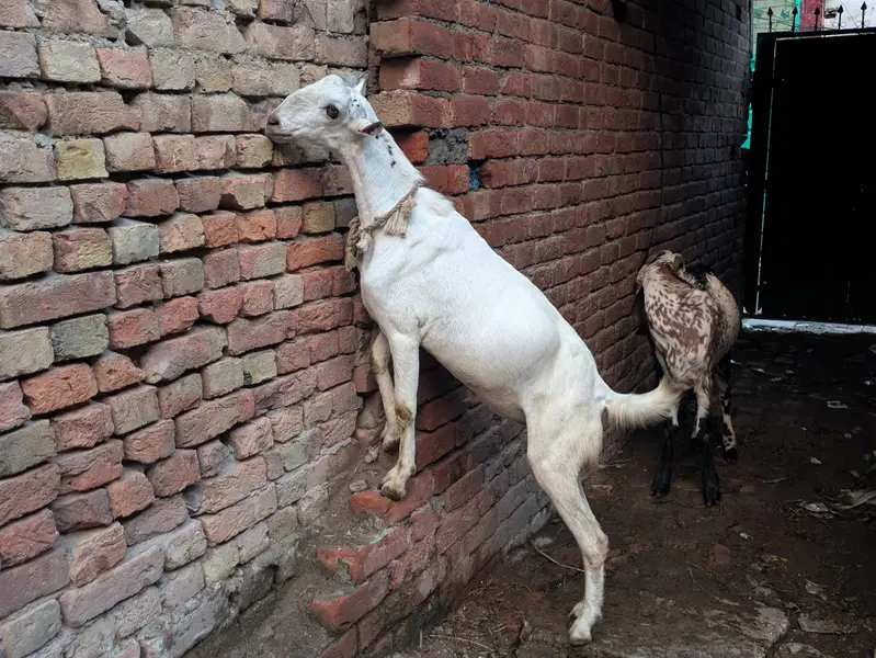 Barbara bakra breeder — photo 2