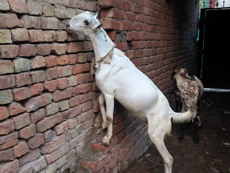 Barbara bakra breeder — photo 3