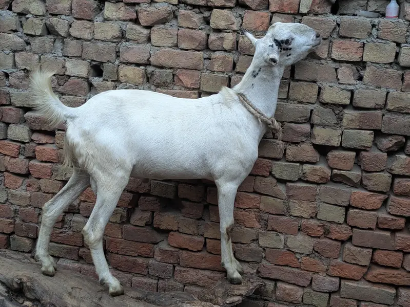 Barbara bakra breeder — photo 4