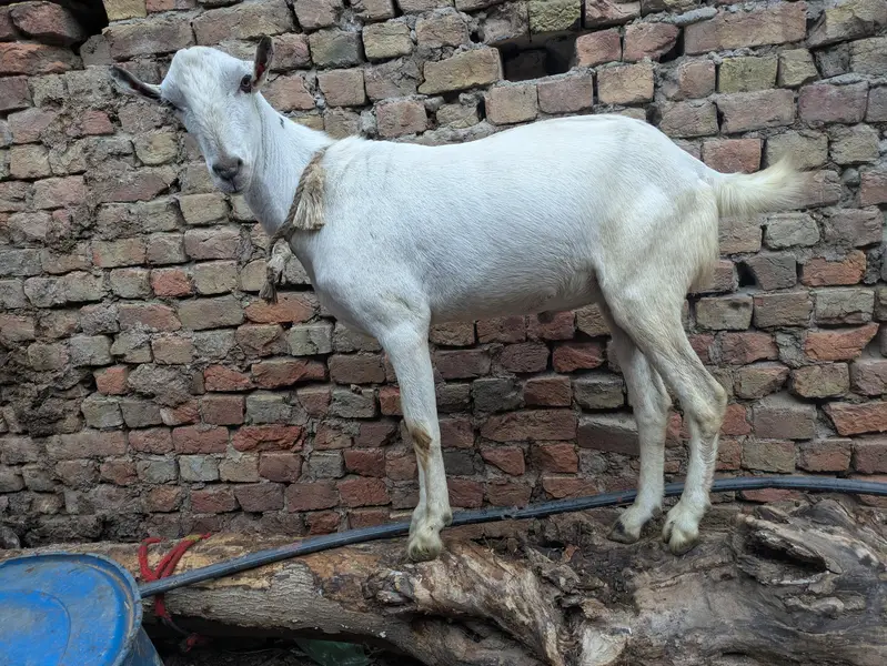 Barbara bakra breeder — photo 5