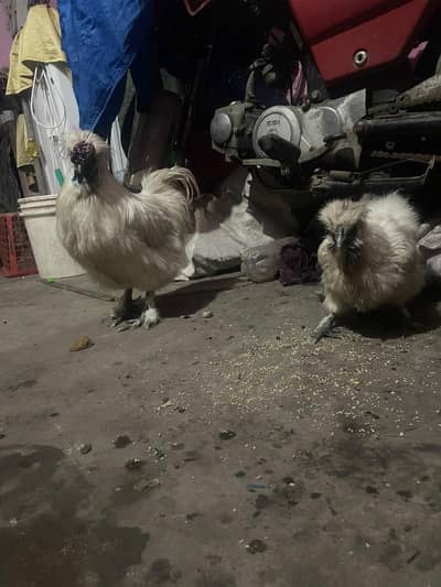 SILKIE PIAR AVAILABLE CANFRM BAREDR