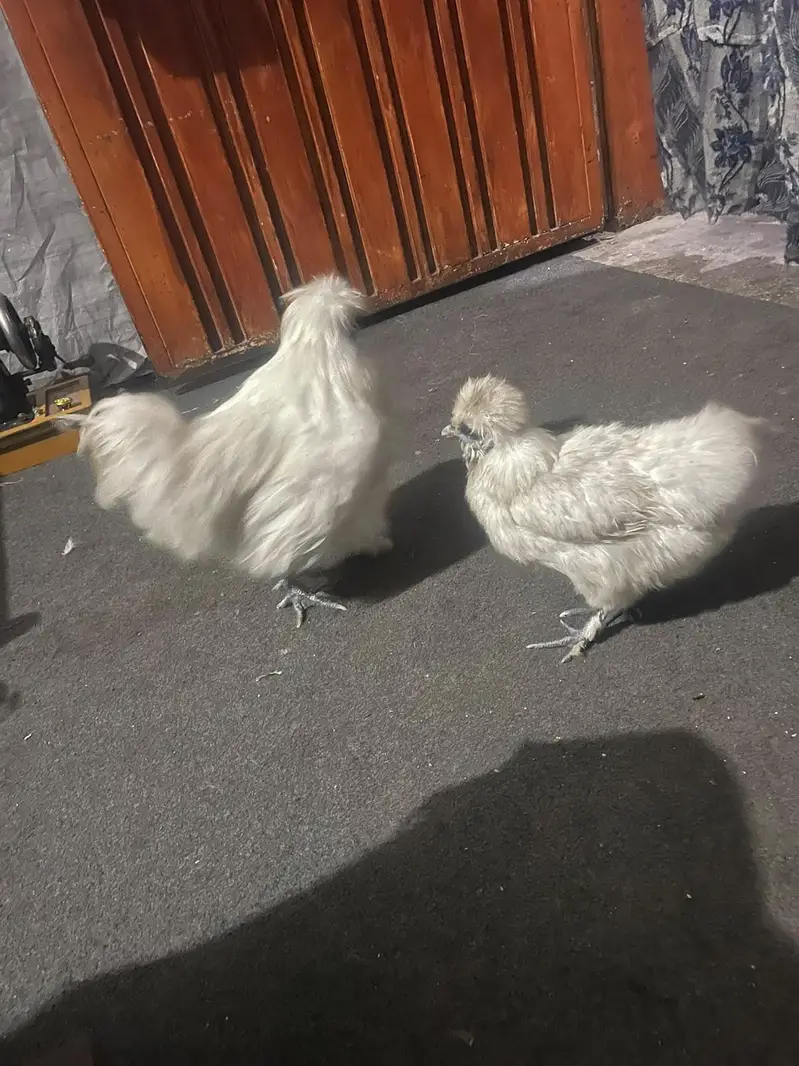 SILKIE PIAR AVAILABLE CANFRM BAREDR — photo 2
