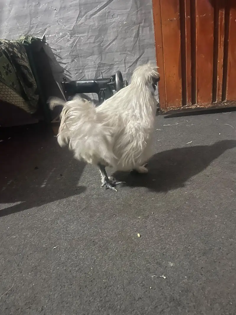 SILKIE PIAR AVAILABLE CANFRM BAREDR — photo 3