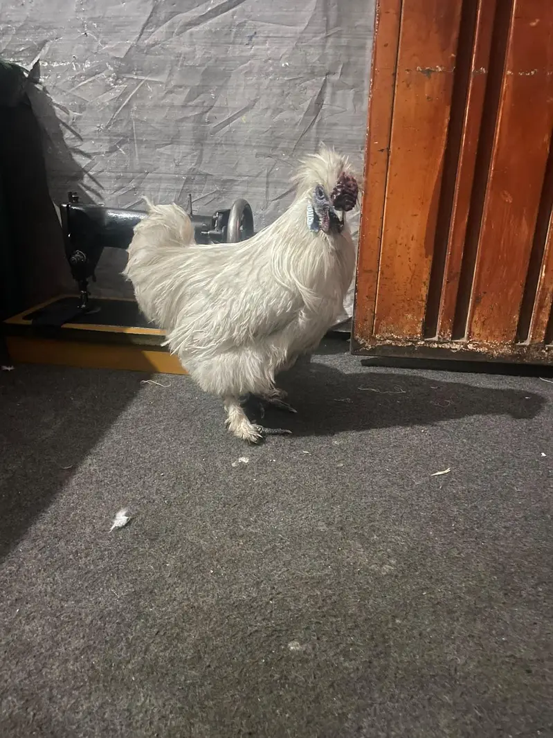 SILKIE PIAR AVAILABLE CANFRM BAREDR — photo 4