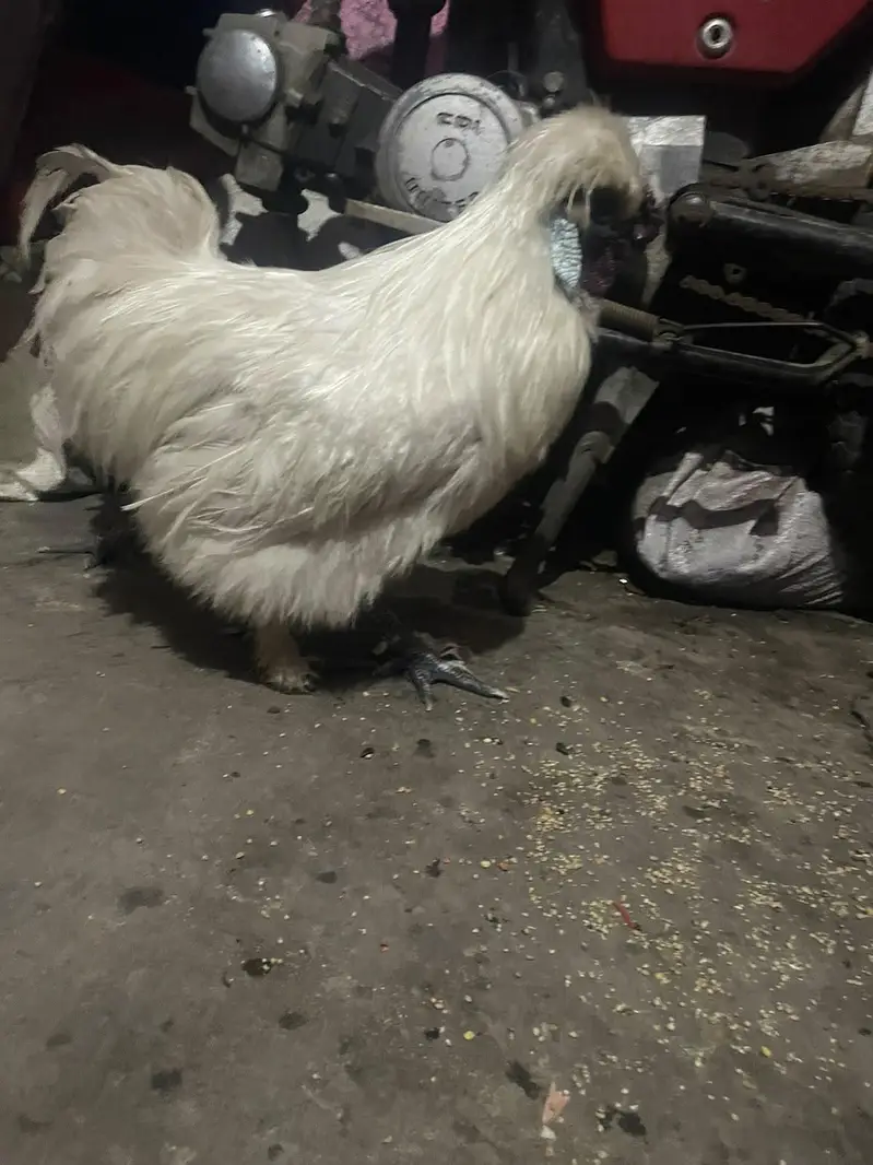SILKIE PIAR AVAILABLE CANFRM BAREDR — photo 5