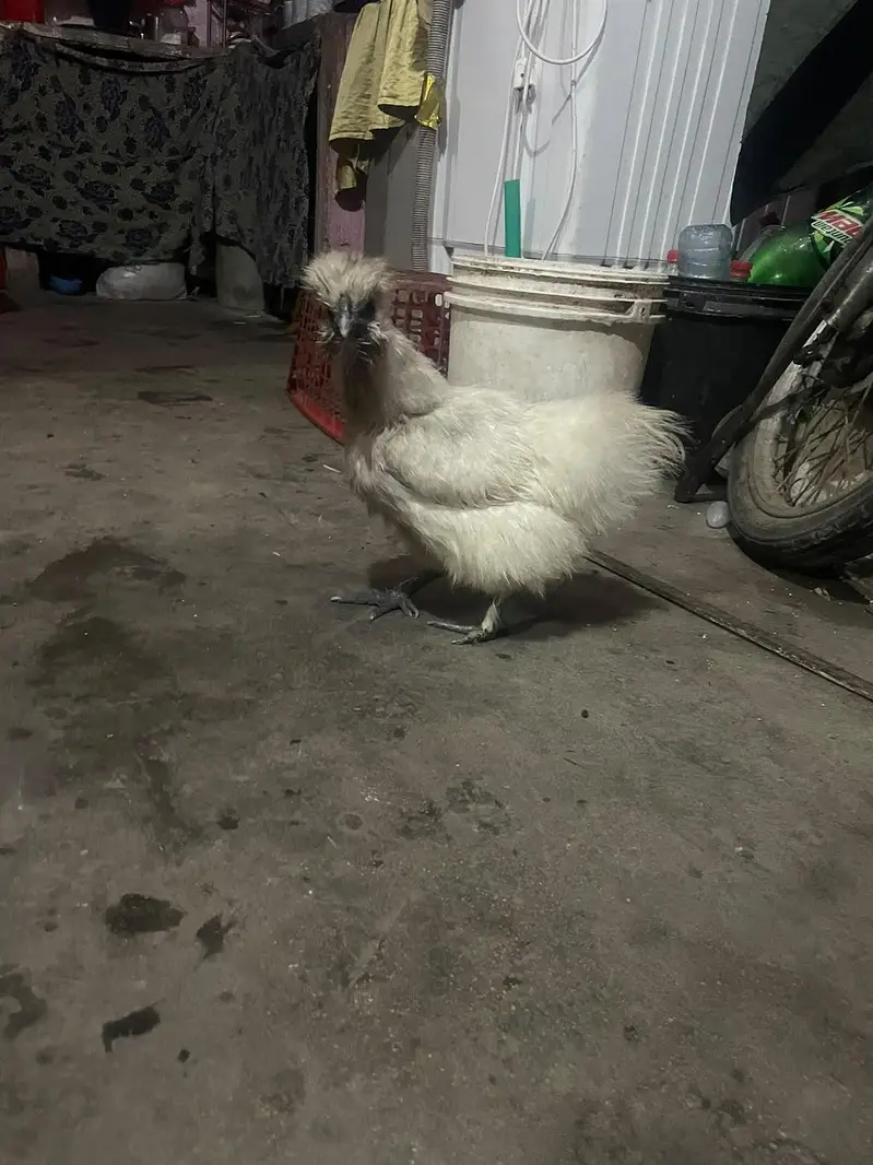 SILKIE PIAR AVAILABLE CANFRM BAREDR — photo 6