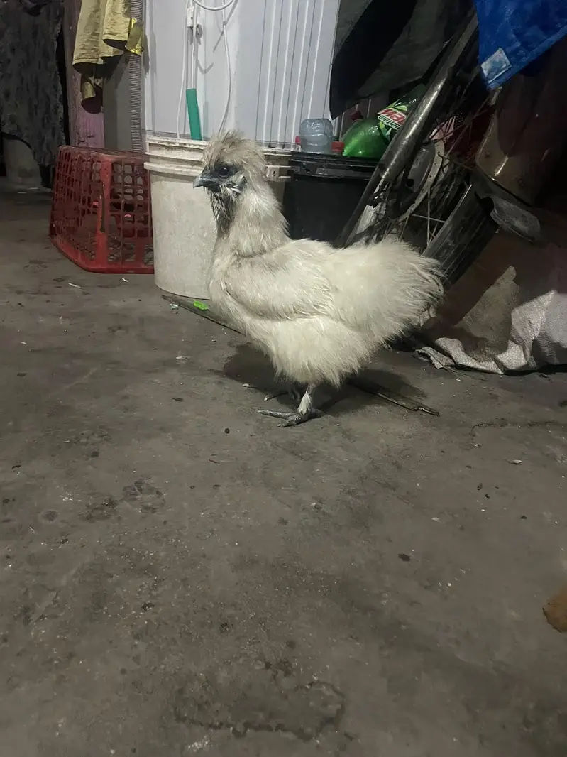 SILKIE PIAR AVAILABLE CANFRM BAREDR — photo 7